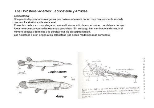 Peces y Anfibios - Laboratorio de Ontogenia y Filogenia