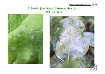 Identificatie bladziekten