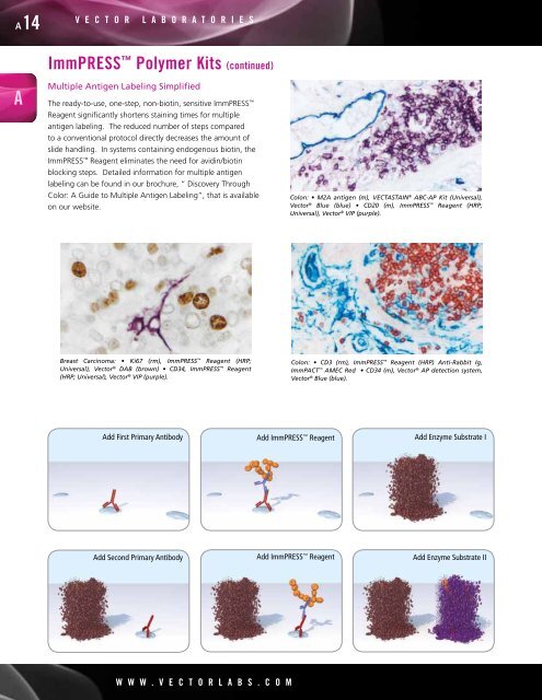 VectorCatalog2012.pdf? - Vector Laboratories