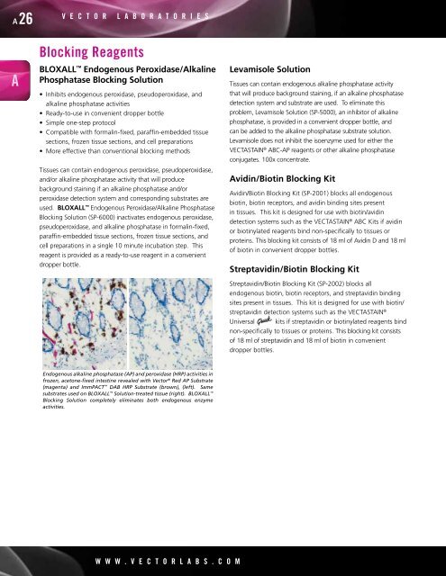 VectorCatalog2012.pdf? - Vector Laboratories