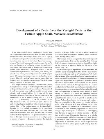 Development of a Penis from the Vestigial Penis - Department of ...