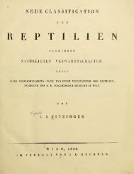 Amphibien