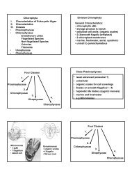 Chlorophyta I. Characteristics of Eukaryotic Algae II. Characteristics ...