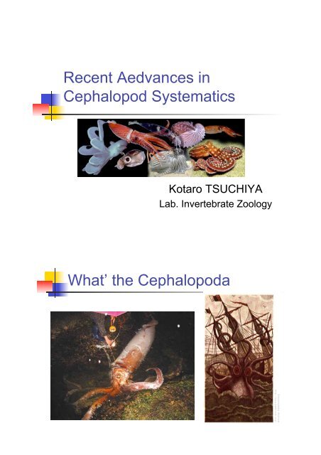 the Cephalopoda