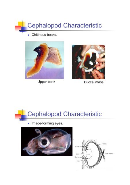 the Cephalopoda