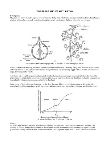 THE GRAPE AND ITS MATURATION.pdf - People