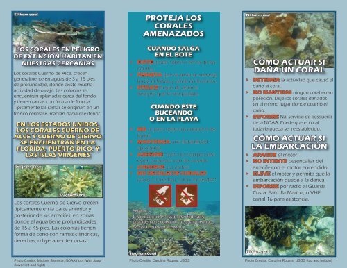 TENGA CONCIENCIA ANTE LOS CORALES Sea precavido y ...