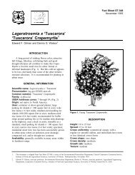 Lagerstroemia x 'Tuscarora' 'Tuscarora' Crapemyrtle - Environmental ...