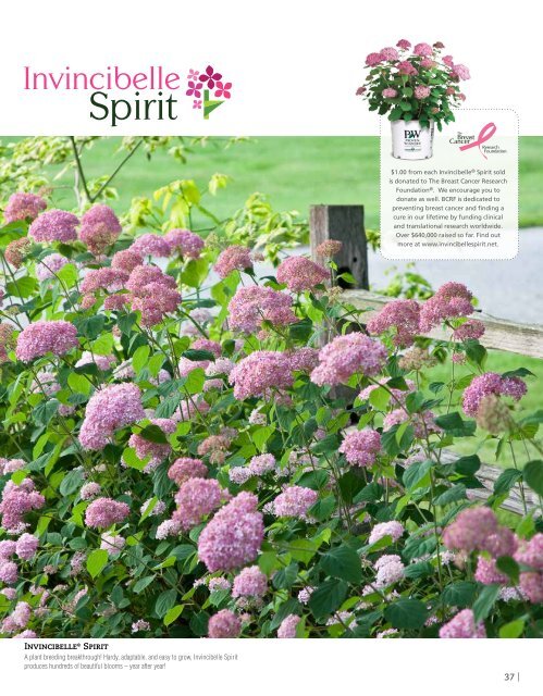 Flowering Shrubs - Proven Winners