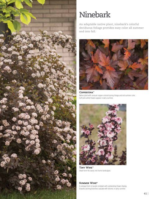 Flowering Shrubs - Proven Winners