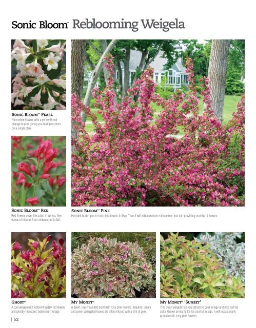 Flowering Shrubs - Proven Winners