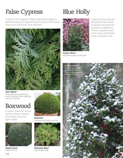 Flowering Shrubs - Proven Winners