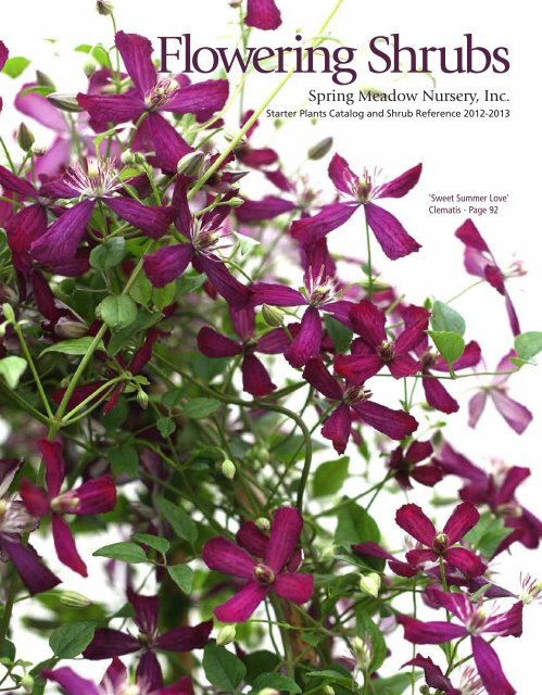 Flowering Shrubs - Spring Meadow Nursery