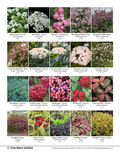 Flowering Shrubs - Spring Meadow Nursery