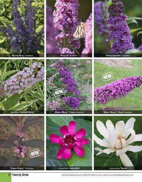 Flowering Shrubs - Spring Meadow Nursery