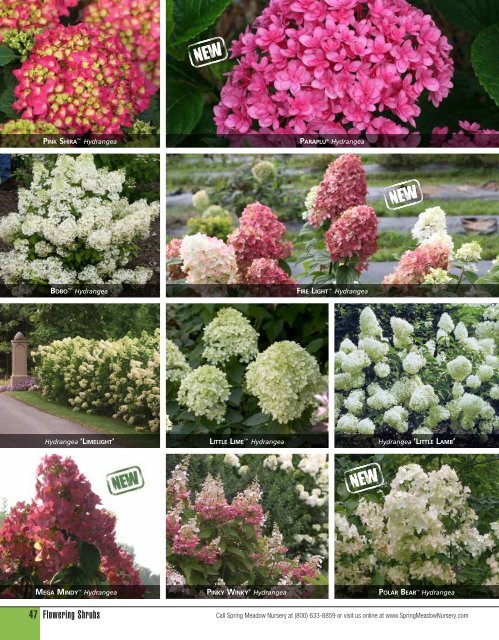 Flowering Shrubs - Spring Meadow Nursery