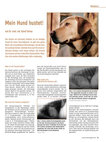 Mein Hund hustet! - Tierärztliche Spezialistenklinik