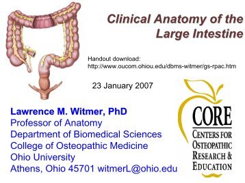 Clinical Anatomy of the Large Intestine - Ohio University College of ...