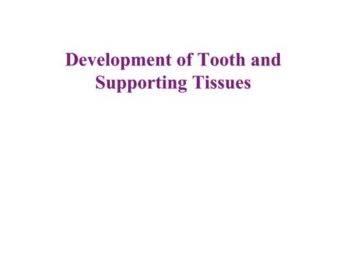 Tooth development 08 - Website 2