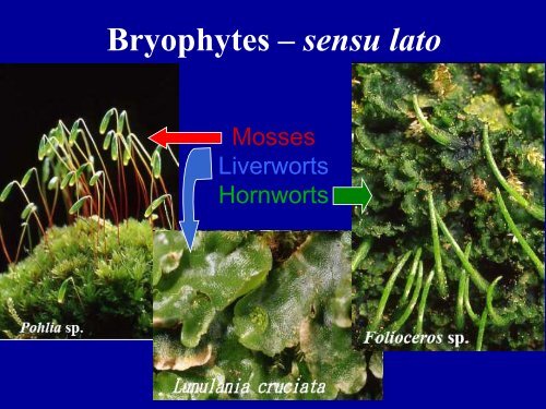 Bryophytes