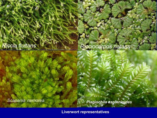 Bryophytes