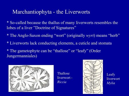 Bryophytes