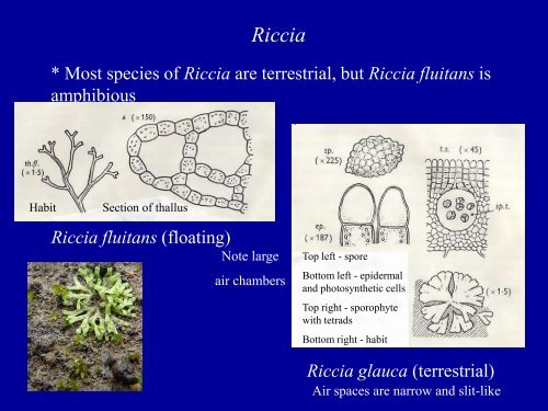 Bryophytes