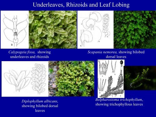 Bryophytes