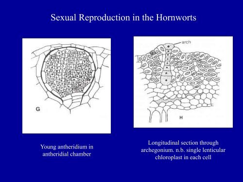 Bryophytes