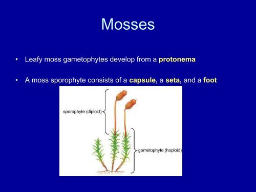 Bryophytes