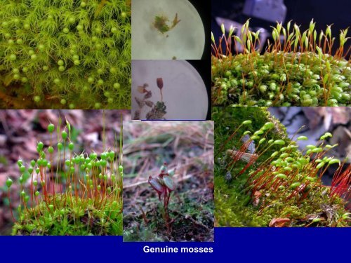 Bryophytes