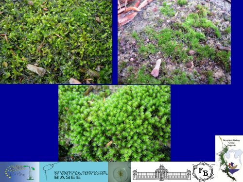 Bryophytes