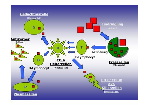 T-Lymphozyt CD3/CD4 Koordiniert die Immunabwehr Normalwerte ...