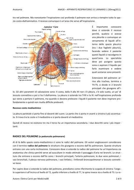 anatomia – “apparato respiratorio 3 e urinario 1” polmoni - Medicina08