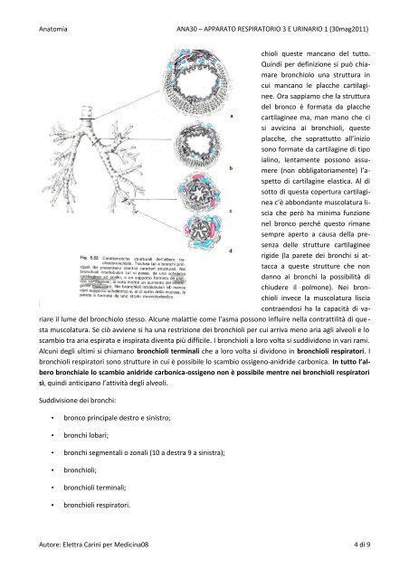 anatomia – “apparato respiratorio 3 e urinario 1” polmoni - Medicina08