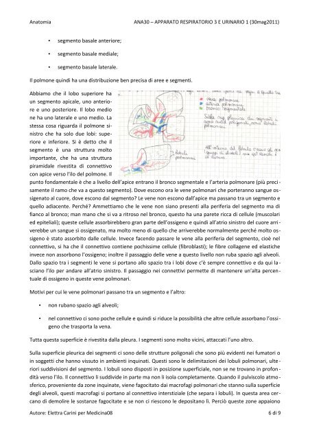 anatomia – “apparato respiratorio 3 e urinario 1” polmoni - Medicina08