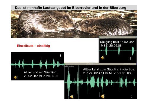 Bestandsermittlung von Bibern durch Audiokontrollen am ... - HGON