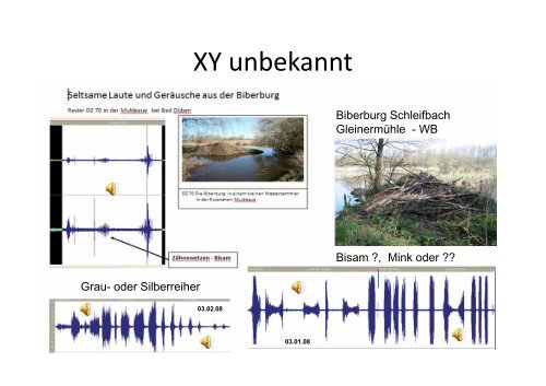 Bestandsermittlung von Bibern durch Audiokontrollen am ... - HGON