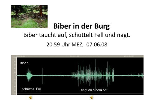Bestandsermittlung von Bibern durch Audiokontrollen am ... - HGON
