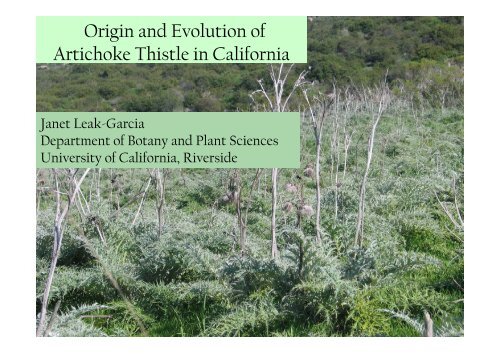 Origin and Evolution of Artichoke Thistle in California