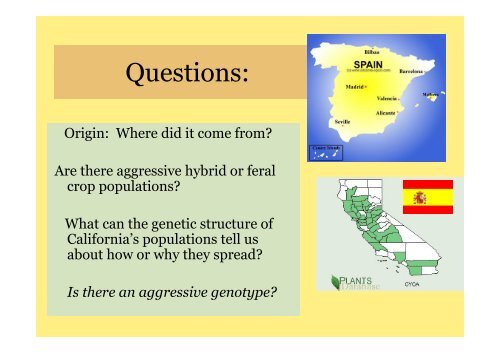 Origin and Evolution of Artichoke Thistle in California