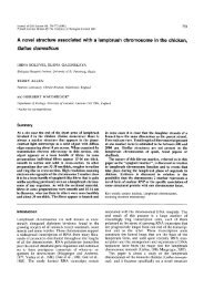 A novel structure associated with a lampbrush chromosome in the ...