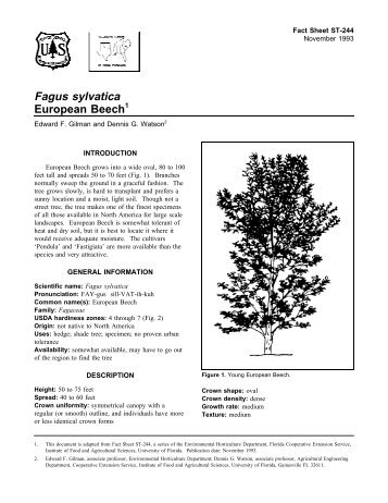 Fagus sylvatica European Beech - Environmental Horticulture ...