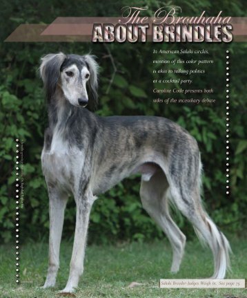 Saluki Breeder-Judges Weigh In. See page 75. - Sighthound ...