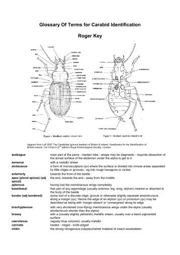 Glossary Of Terms for Carabid Identification Roger Key