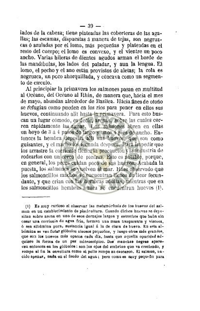 Manual del pescador 1879 .pdf - riograndedexuvia