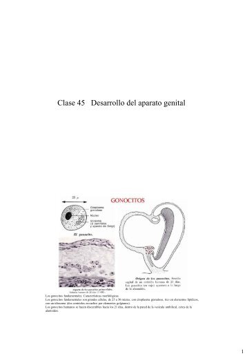 SISTEMA URINARIO - Doctortazo