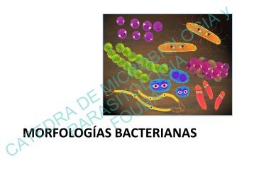 morfologia bacteriana.pdf