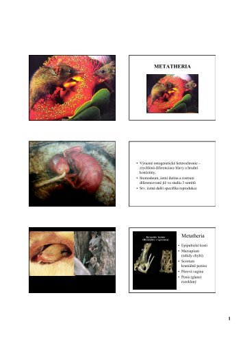 Metatheria + úvod Eutheria - Webnode