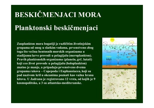 BESKIČMENJACI MORA Planktonski beskičmenjaci - Raka Web